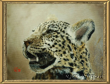 leopard500
